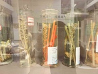 彝良小草坝天麻季节采收