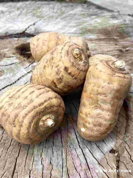 昭通纯天麻栽培 昭通纯天麻栽培