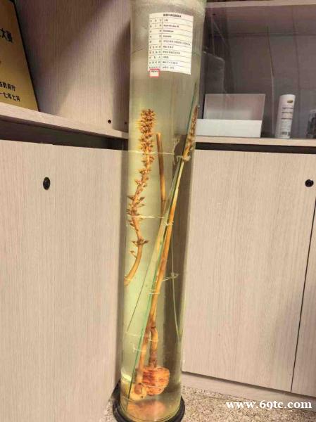 昭通天麻种苗管理图片 昭通天麻种苗管理图片