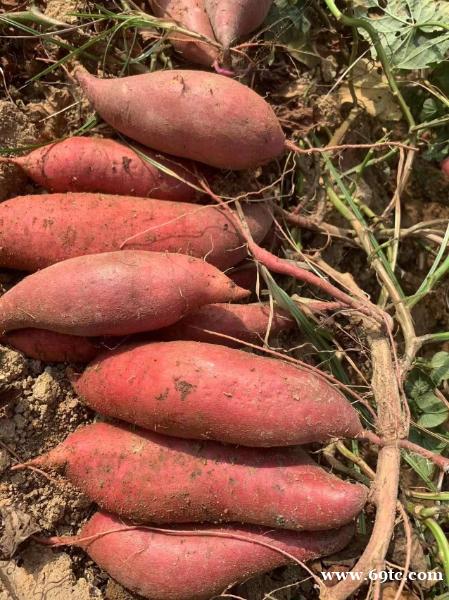 黍蜜家蜜薯:藏在泥土里的甜蜜能量,减肥与美味可兼得 黍蜜家蜜薯:藏在泥土里的甜蜜能量,减肥与美味可兼得