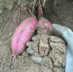 黍蜜家蜜薯：从田间到餐桌的甜蜜馈赠